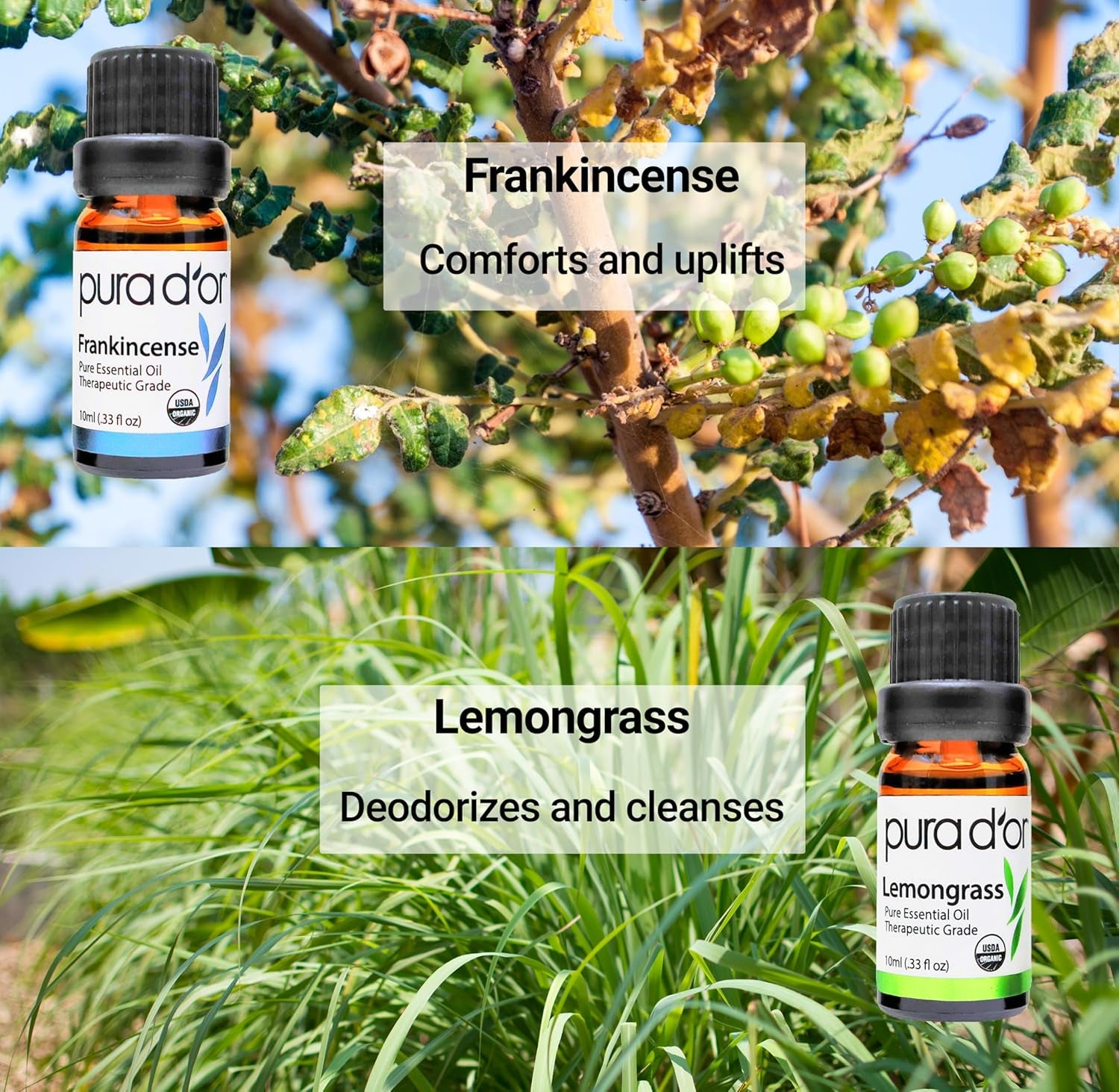 Organic Perfect10 Essential Oils Set - 10X 10Ml Wood Box Aromatherapy Gift Set - 100% Pure Therapeutic Grade for Relaxation and Wellness (Lavender, Peppermint, Eucalyptus, Tea Tree & More)