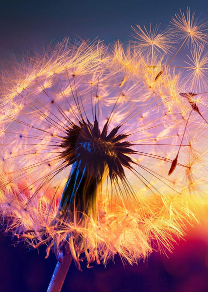 16X20 Inch Diamond Painting Kits for Adults, round Full Drill Diamond Painting Art Home Wall Decor Relaxation Gift, Dandelions